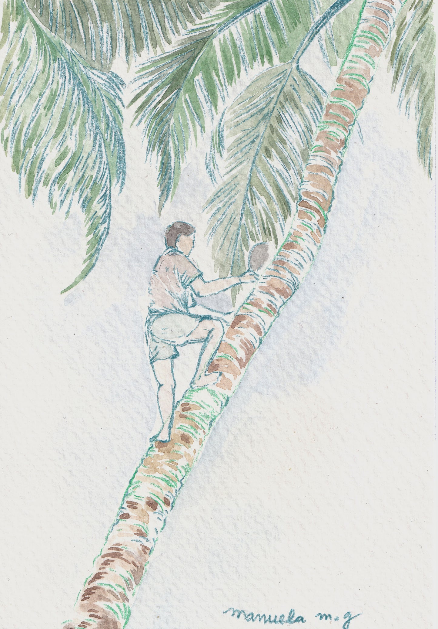 The coconut Plucker