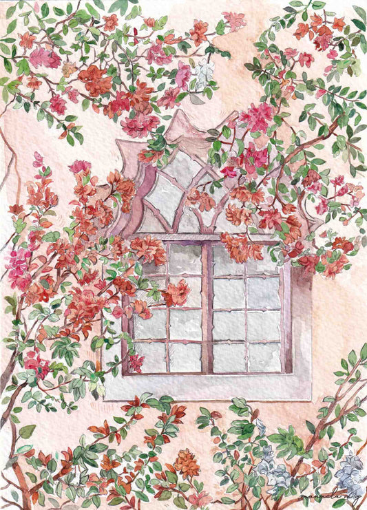 Bougainvillea, Paradise