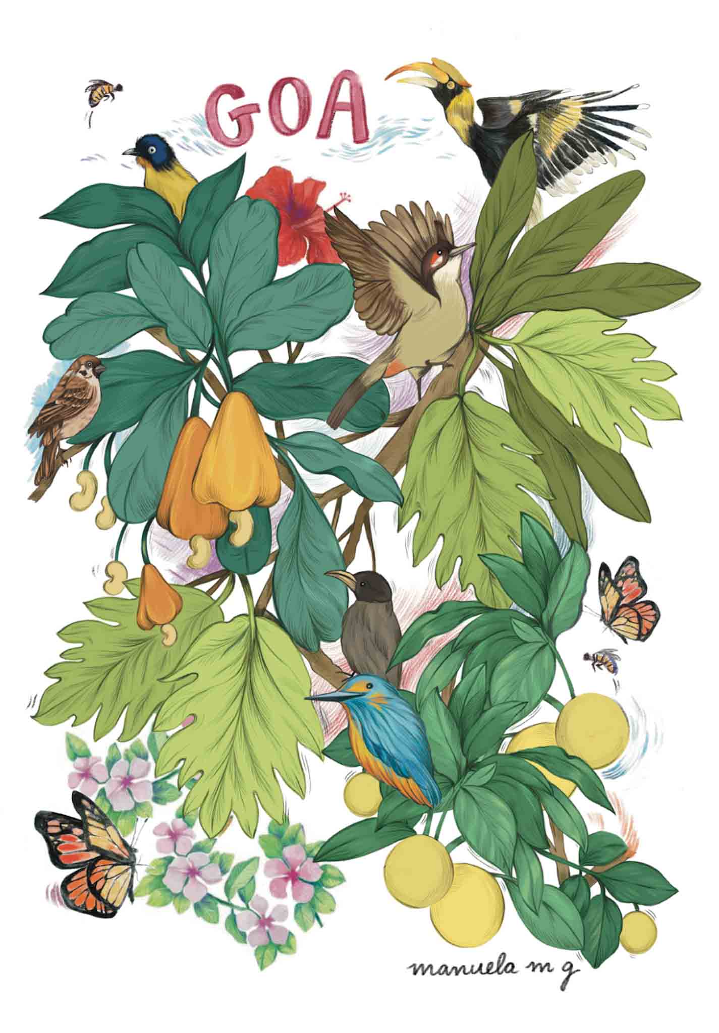 Postcards - Birds of Goa